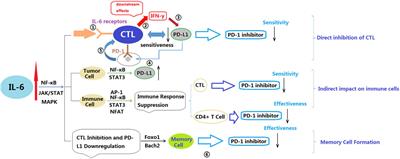 The impact of sarcopenia on the efficacy of PD-1 inhibitors in non-small cell lung cancer and potential strategies to overcome resistance